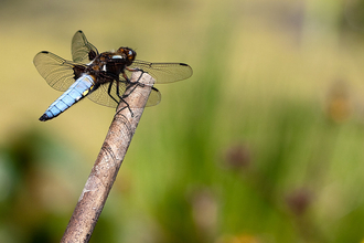 Dragonfly on branch