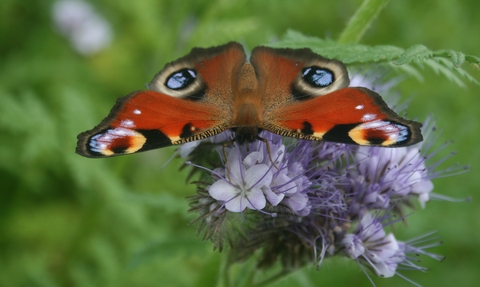 Peacock Butterfly on flower