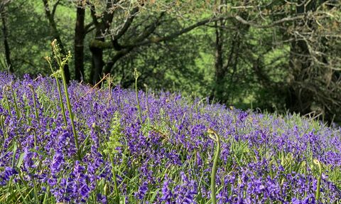 bleubells with woodland in background