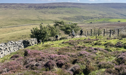 Group of people carrying out conservation work along a moorland path bordered by a stone wall, with rolling green and purple hills under a sunny sky.