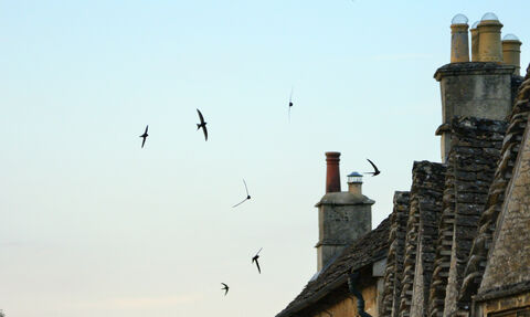 Swifts silhouetted against the sky as they fly in formation over cottage roofs at dusk