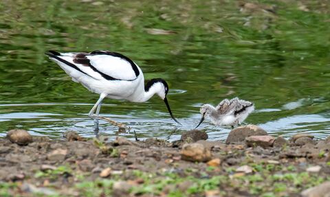 A black‑and‑white adult avocet wades in shallow water beside its fluffy grey chick. Both birds lean forward to probe the surface, surrounded by pebbles and green reflections from the water’s edge. The scene captures a calm feeding moment between parent and young in a natural wetland setting.