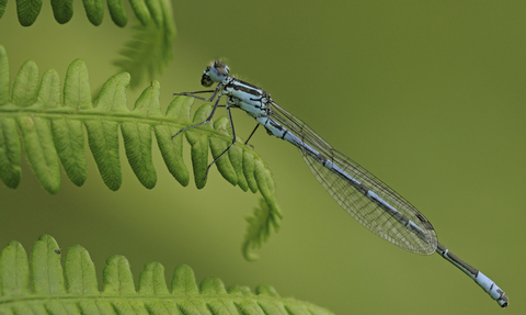 Azure damselfly on leaf