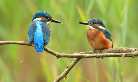 Two Kingfishers on a Branch