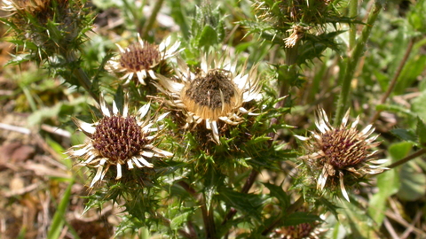 Carline Thistle