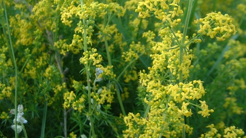 Lady's Bedstraw