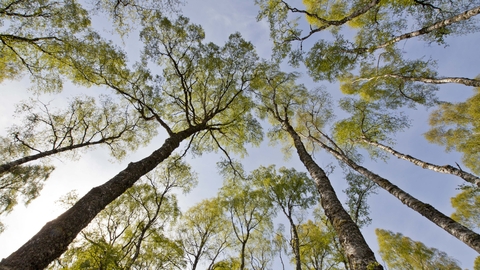 Silver Birch