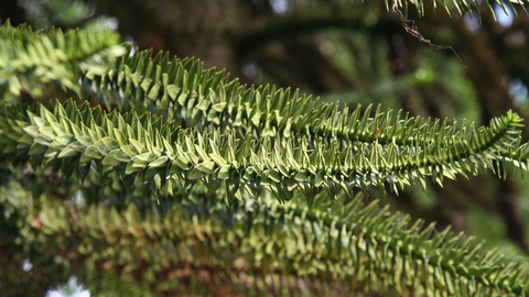 Monkey-puzzle