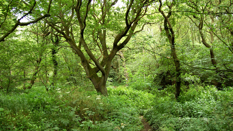 View of Barlow Burn nature reserve