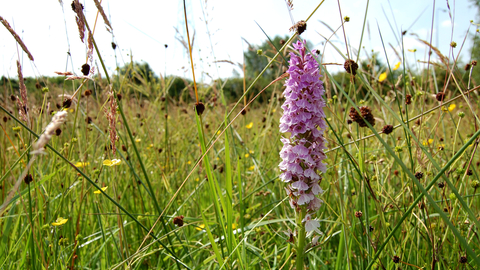 Chopwell Meadows Nature Reserve common spotted orchid