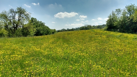 Cross Lane Meadows Nature Reserve