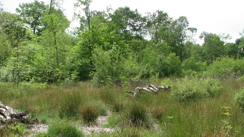 Black Plantation Nature Reserve