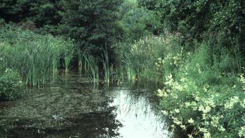 Joe’s Pond Nature Reserve