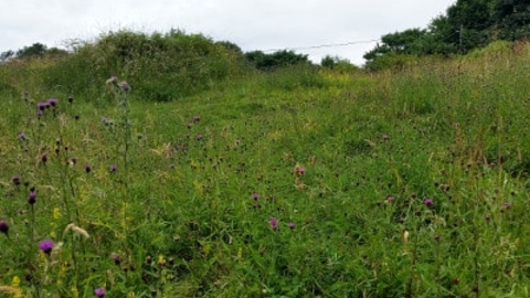 Kelloe Field Nature Reserve