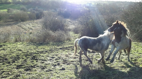 Kelloe Field Nature Reserve