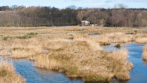 Low Barns Nature Reserve Bittern