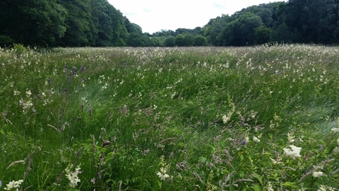 Rabbitbank Wood Nature Reserve