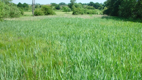 Redcar Field Nature Reserve