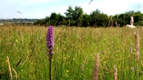 Shibdon Meadow Nature Reserve