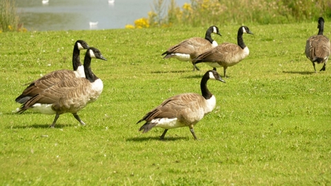 Shibdon Pond Nature Reserve