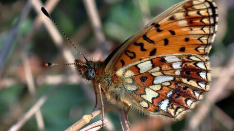 Small Pearl Bordered Fritillary Butterfly Pete Swan