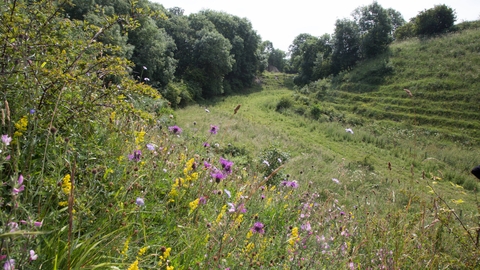 Town Kelloe Bank Nature Reserve