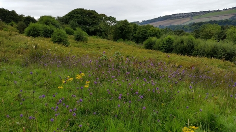 Westfield Pasture Nature Reserve