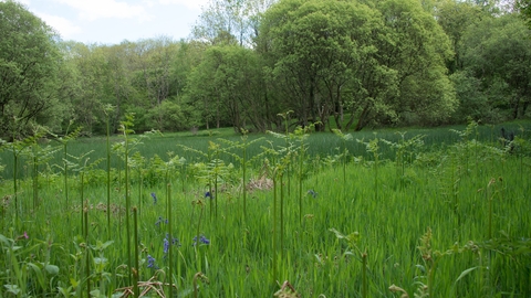 Edmonsley Wood Nature Reserve