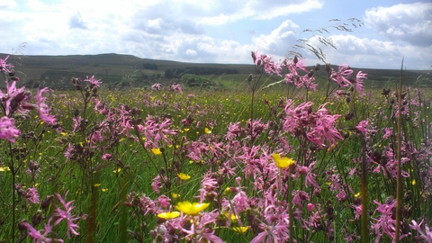 Hannah’s Meadow Nature Reserve