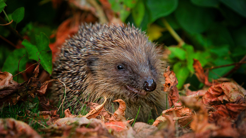 Hedgehog