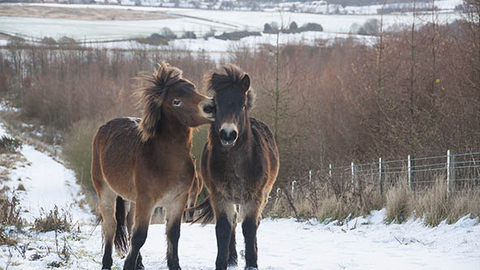 Exmoor Ponies