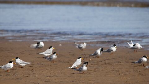 Little terns on the beach