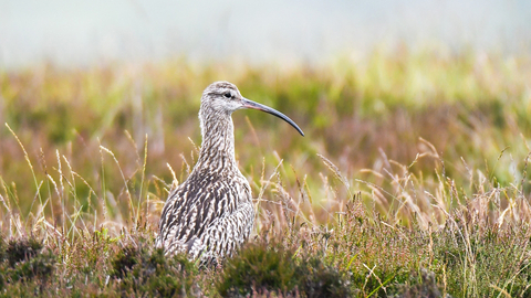 Curlew