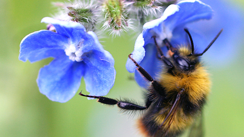 Early bumblebee