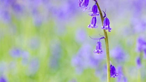 Bluebells