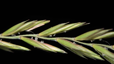 Elymus repens, Couch-grass