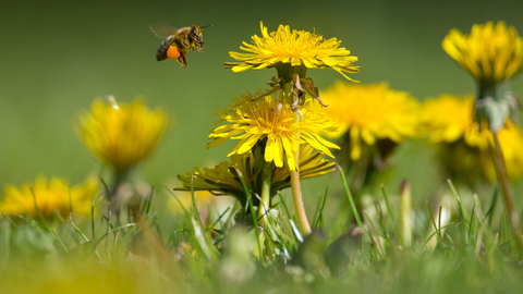 Bee