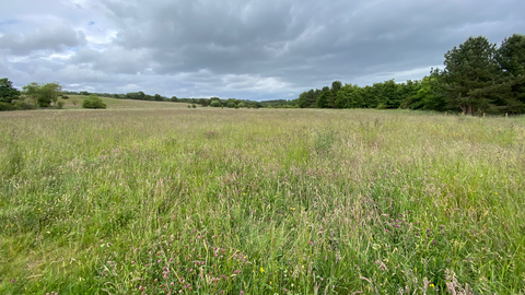 Meadow at Chopwell East Fields