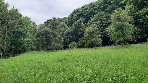 Ousbrough Wood Nature Reserve