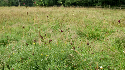 Westwood Meadow Nature Reserve