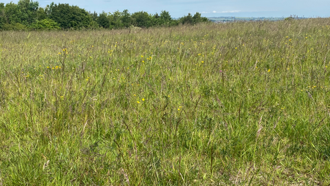 The Folly Nature Reserve showing a meadow with trees in the background