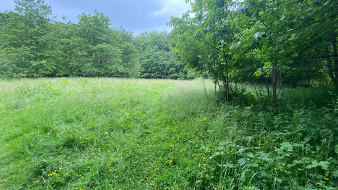 Photo of Victoria Garesfield Nature Reserve, field with grass and trees 