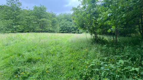 Photo of Victoria Garesfield Nature Reserve, field with grass and trees