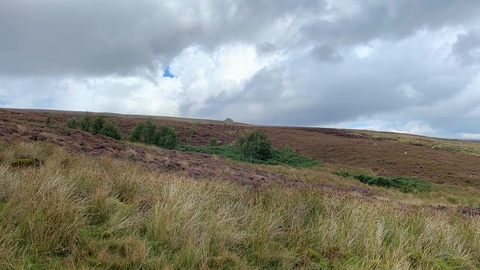 Landscape view of Cuthbert's Moor with heather and building in background