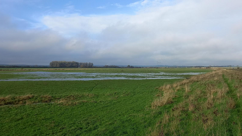 view over wetlands at Ricknall Carrs Nature Reserve