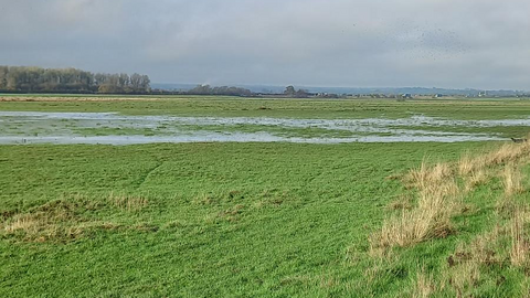 view over wetlands at Ricknall Carrs Nature Reserve