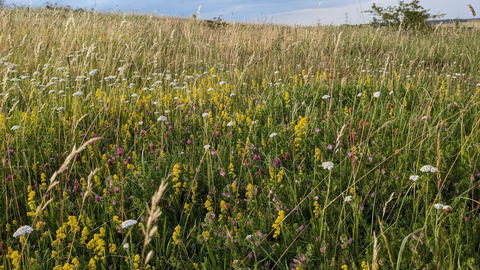 Herrington Hill lots of different species Magnesian Limestone