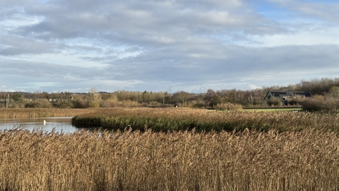 reedbed in foreground with pond and visitor centre behind