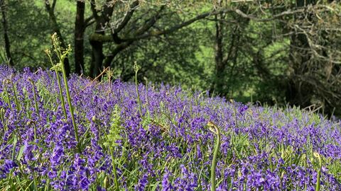 bleubells with woodland in background