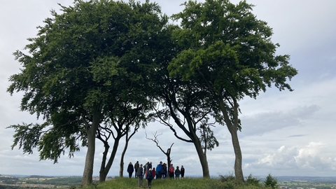 Small copse of trees with people standing underneath